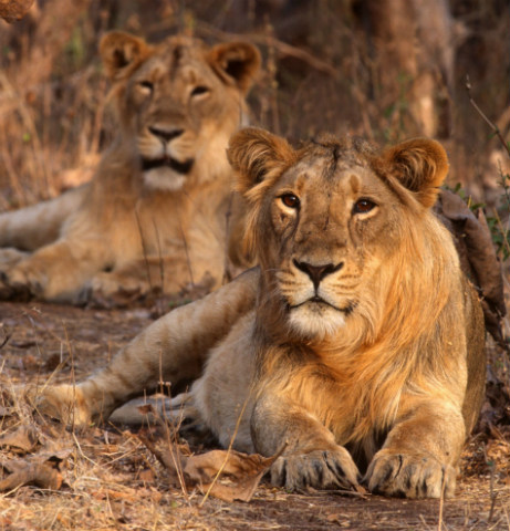 Gujarat Tour Packages